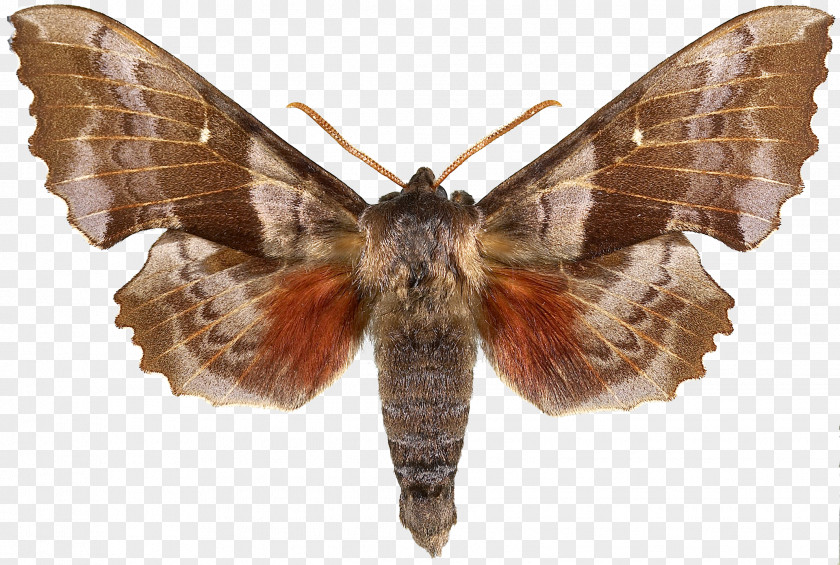 Butterfly Snout Moths Cacao Moth Almond PNG