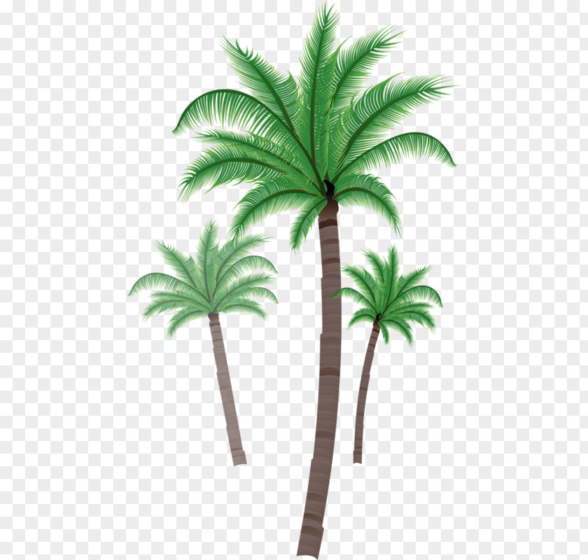 Coconut Asian Palmyra Palm Trees Clip Art Illustration PNG