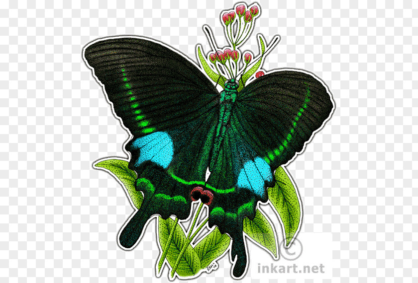 Peacock Butterfly Papilio Paris Aglais Io Peafowl PNG