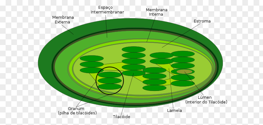 Plant Chloroplast Thylakoid Cell Photosynthesis PNG