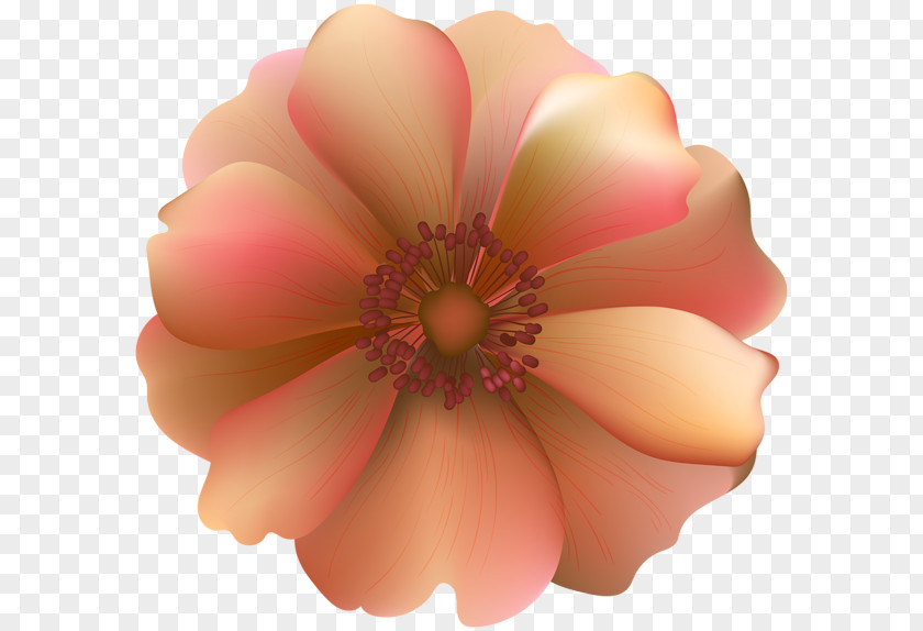 Rose Desktop Wallpaper Clip Art PNG