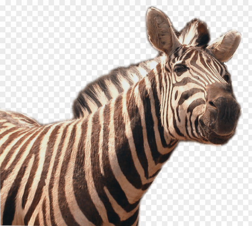Zebra Quagga Transparency Clip Art Image PNG
