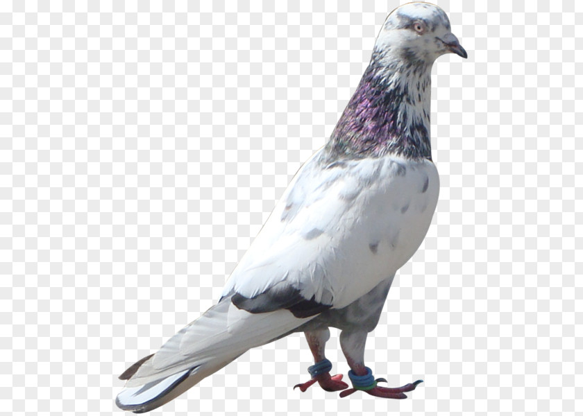 Bird Stock Dove Columbidae Feather Homing Pigeon PNG