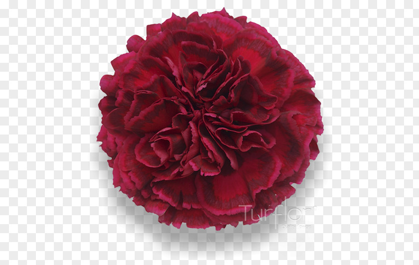 Burgundy Flowers Carnation Garden Roses Cut Red PNG