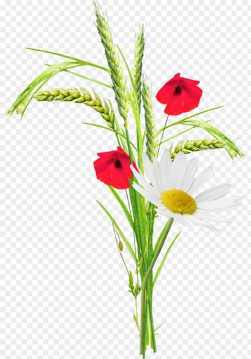 Gazania Poppy Flower Clip Art PNG