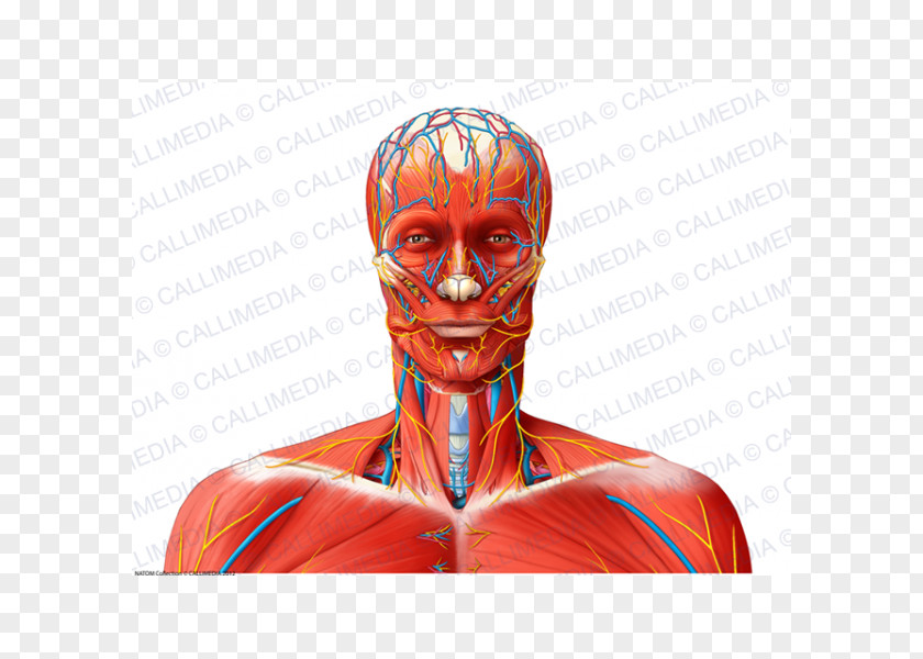 Head And Neck Shoulder Nerve Muscle Blood Vessel PNG