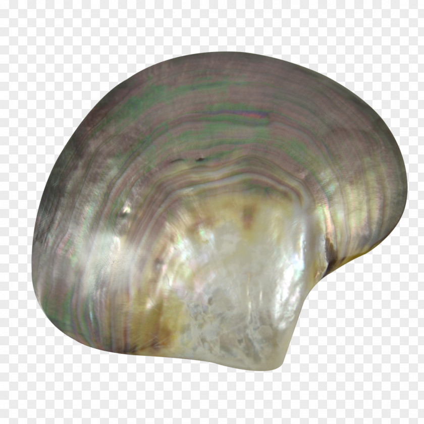 PEARL SHELL Oyster Mussel Clam Seashell Beach PNG