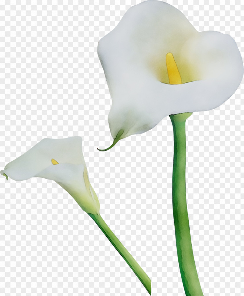 Arum Lilies Cut Flowers Moth Orchids Plant Stem PNG