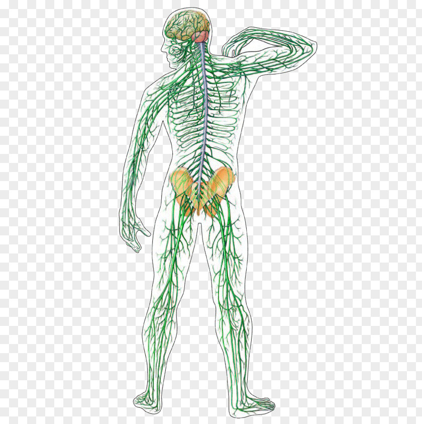 Central Nervous System Human Body Nerve Organ PNG nervous system body system, Brain clipart PNG