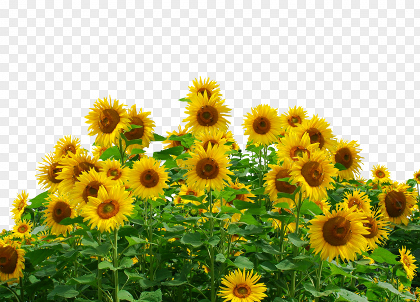 Sunflower Oil Common Seed Desktop Wallpaper Plant PNG