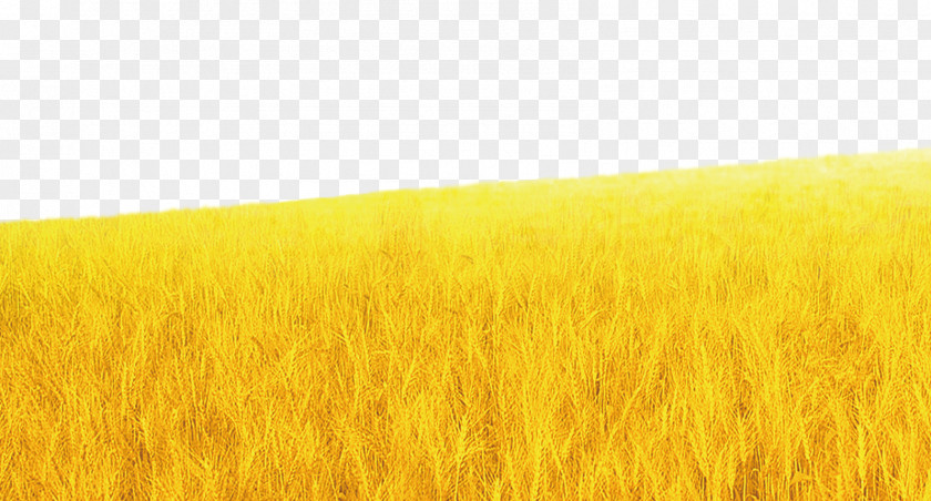 Wheat Background Material Barley Harvest Grassland Rye PNG