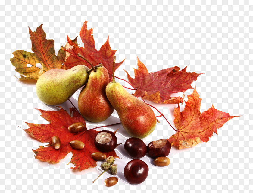 Autumn Fruit PNG