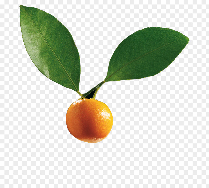 Calamondin Citrus PNG