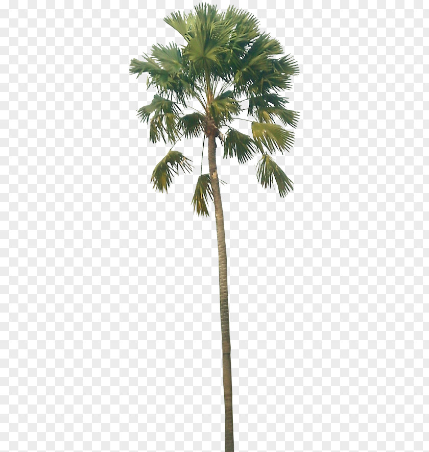 Coconut Asian Palmyra Palm Babassu Trees PNG