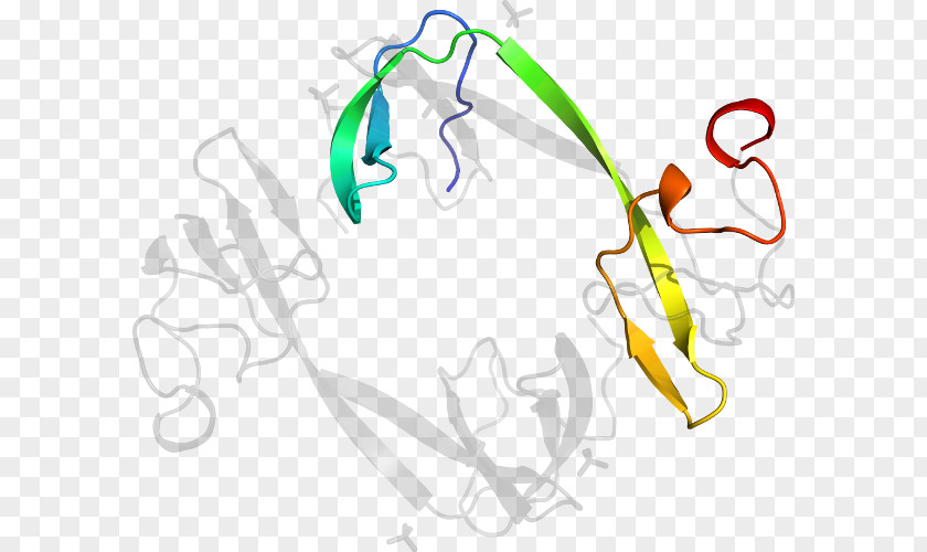 Fyve Rhogef And Ph Domain Containing Finger Line Art Organism Clip PNG