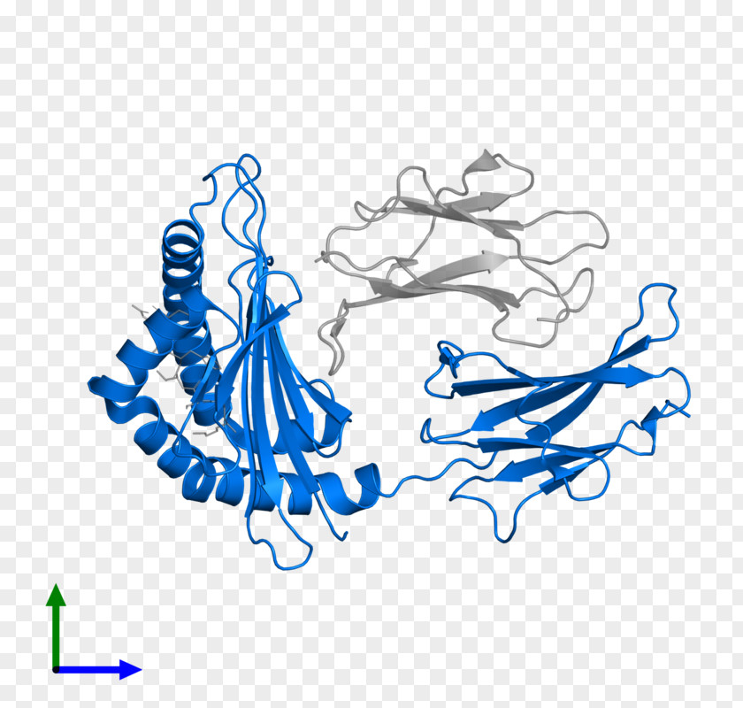 Human Leukocyte Antigen Major Histocompatibility Complex Peptide MHC Class II PNG