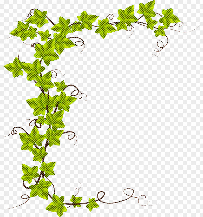 Ivy Family Vine PNG