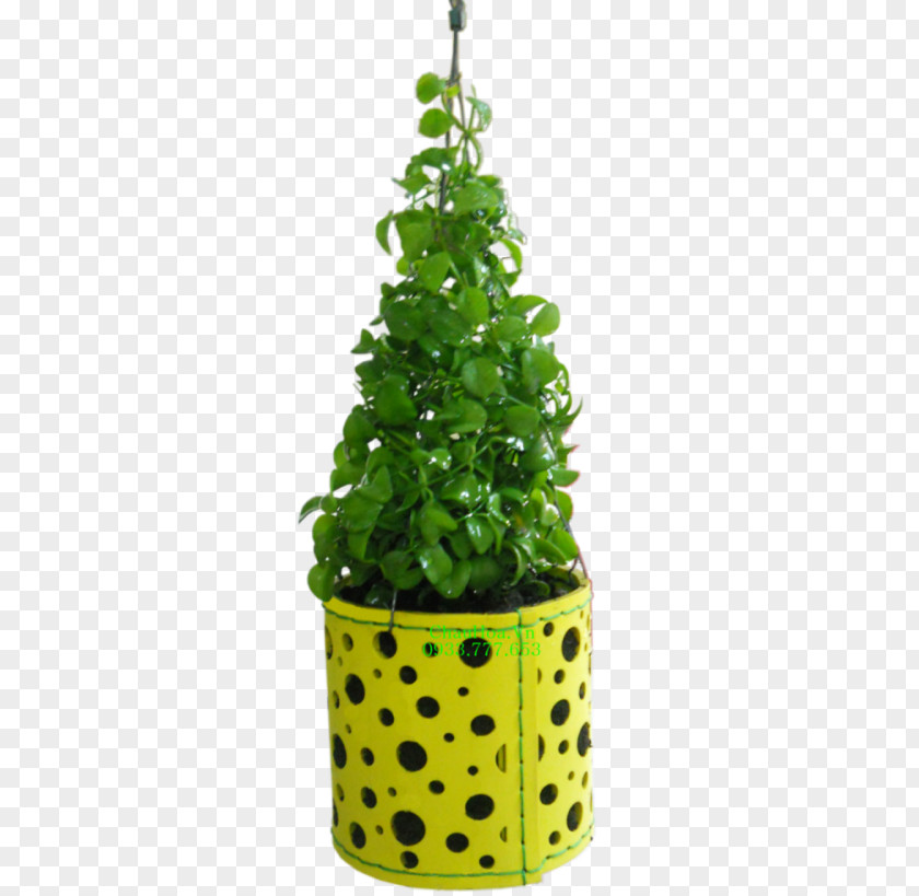 Leaf Flowerpot Houseplant Evergreen Tree PNG