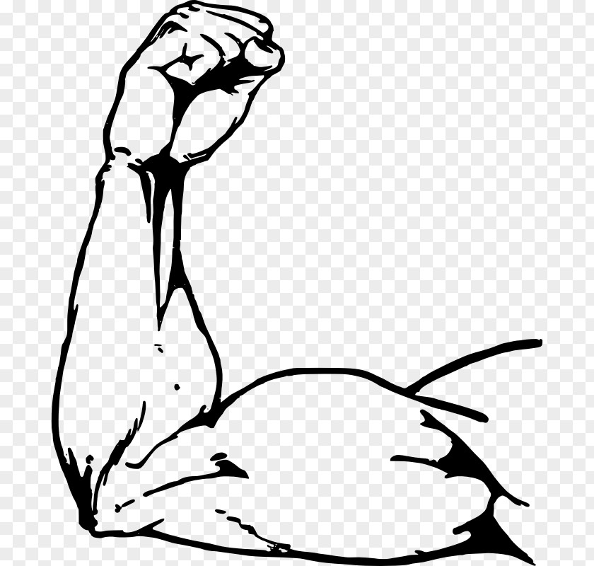 Muscle Vector Biceps Clip Art PNG