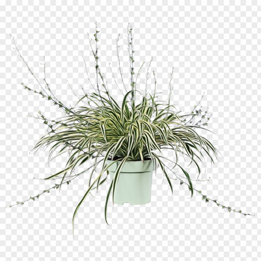 Plant Grass Flowerpot Flower Family PNG