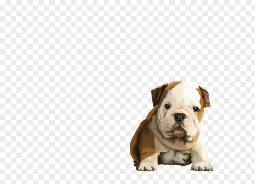 Puppy Valley Bulldog Old English Toy Olde Bulldogge PNG