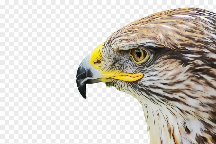 Redtailed Hawk Osprey Phoenix Bird PNG
