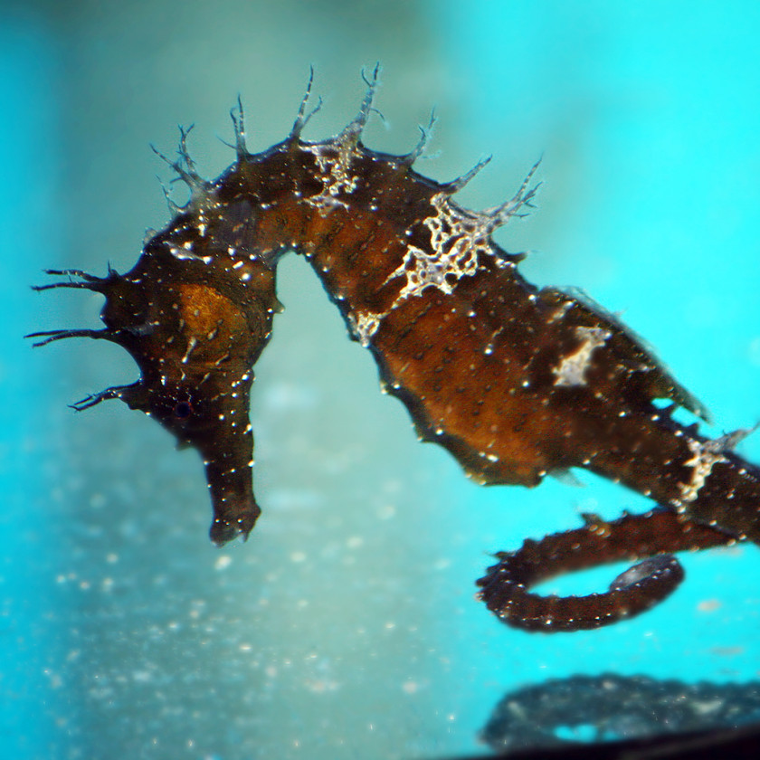 Seahorse Long-snouted Spiny Big-belly New Holland Hippocampus Kuda PNG