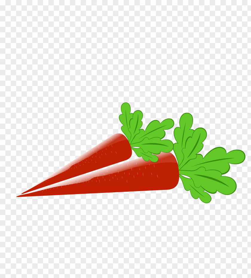 Cartoon Carrot Drawing Vegetable PNG