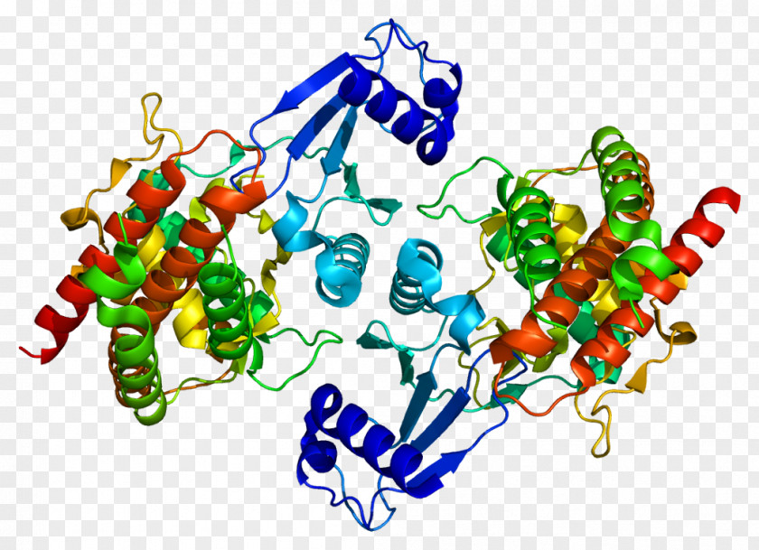 CHKB Choline Kinase Gene Protein PNG