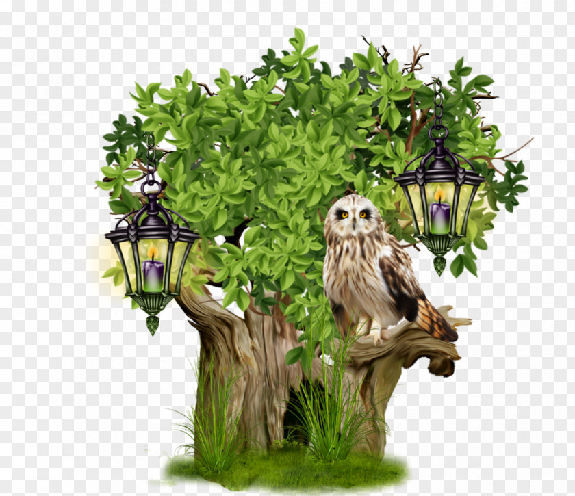 Tube Bird Tree Owl PNG