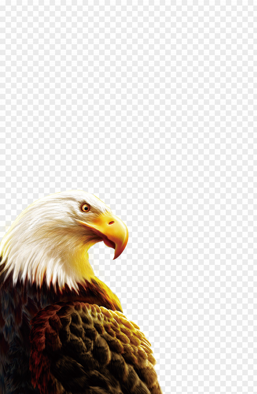 Eagle Clip Art PNG