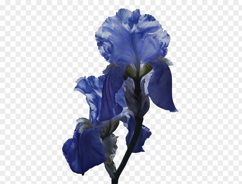 Flower Iris Versicolor Iridaceae Blue Poppy PNG