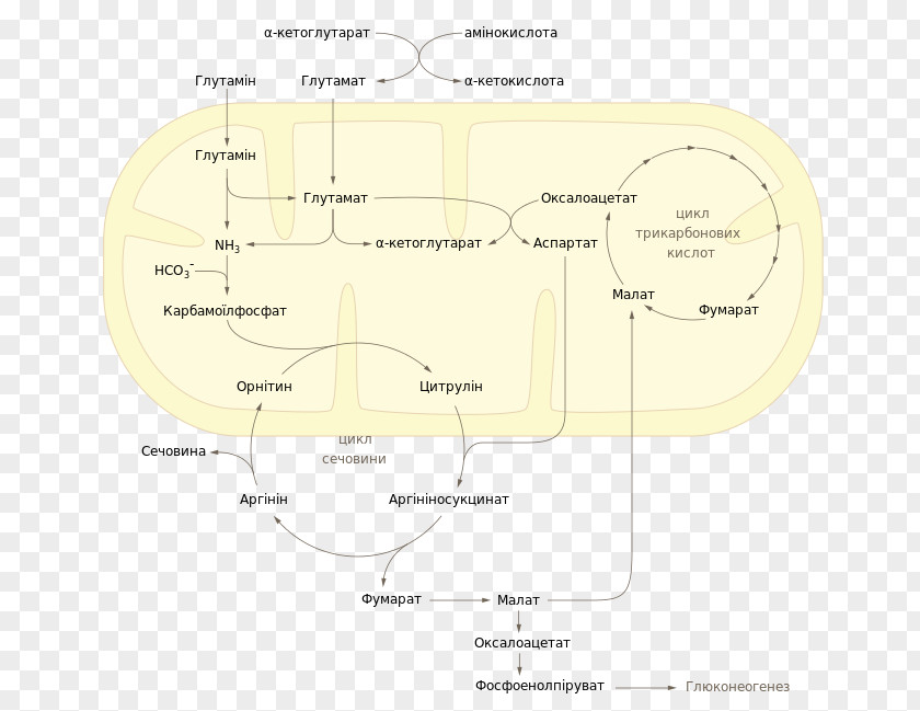Integration Wikimedia Commons Urea Cycle Foundation PNG