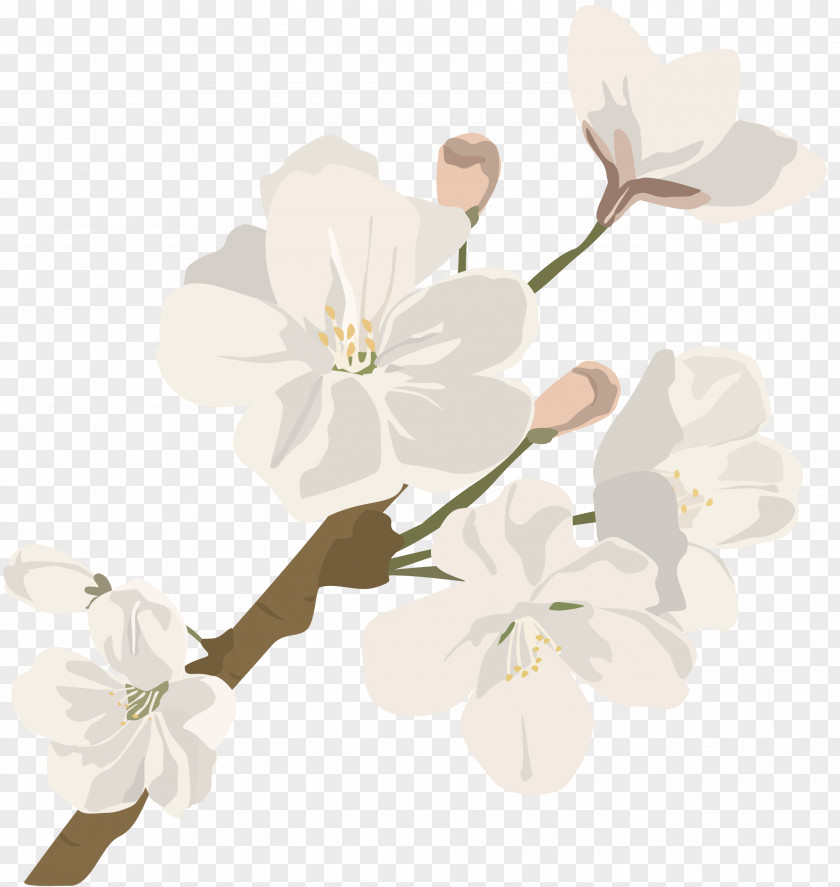 Spring Flower Cut Flowers Cherry Blossom Plant Stem PNG