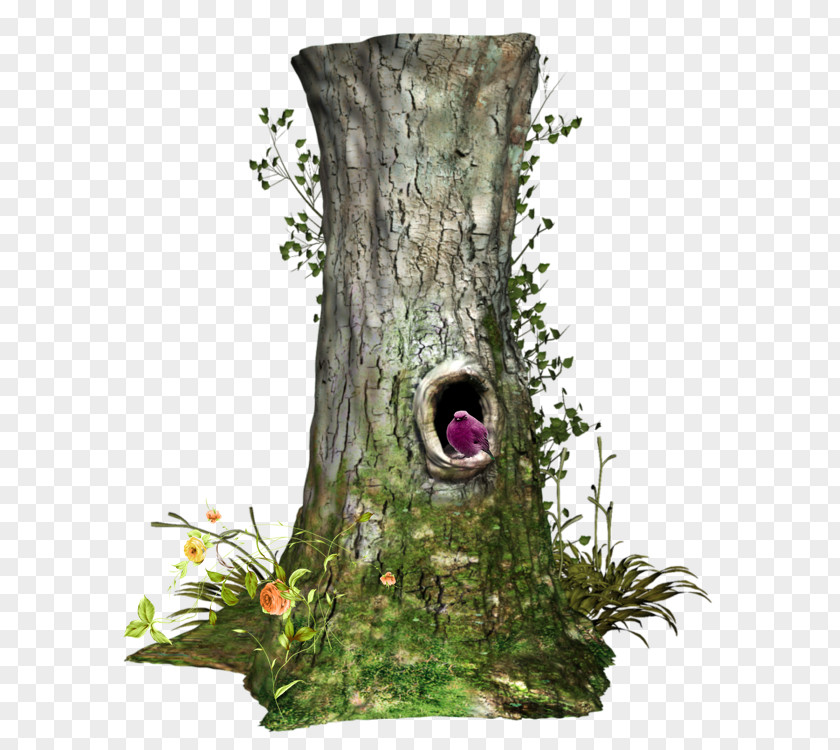 Tree Trunk Shrub PNG