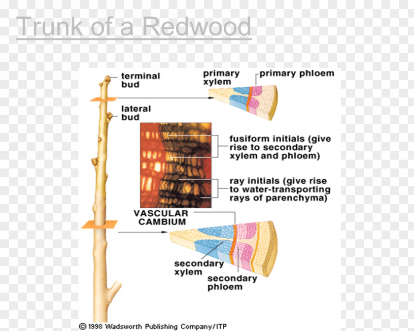 Wood Woody Plant Plants Structure Product PNG