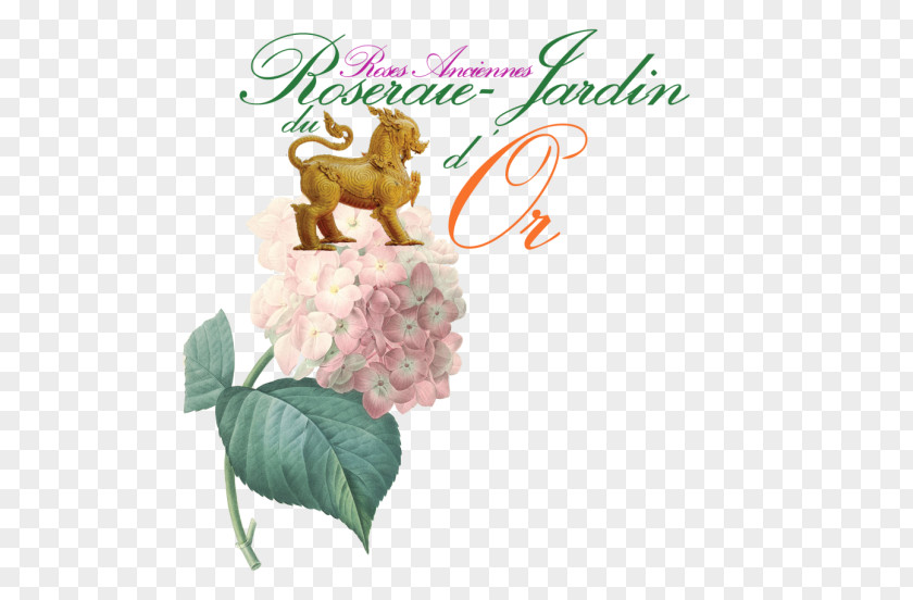 Hortensia French Hydrangea Oakleaf Flower Clip Art PNG
