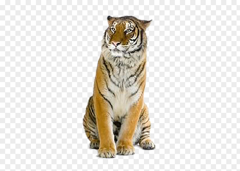 Tiger Creative Wallpaper PNG