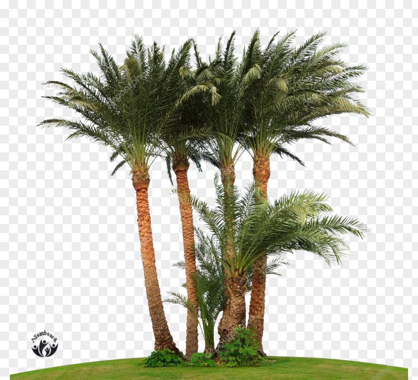 Tree Attalea Speciosa Arecaceae Asian Palmyra Palm Date PNG