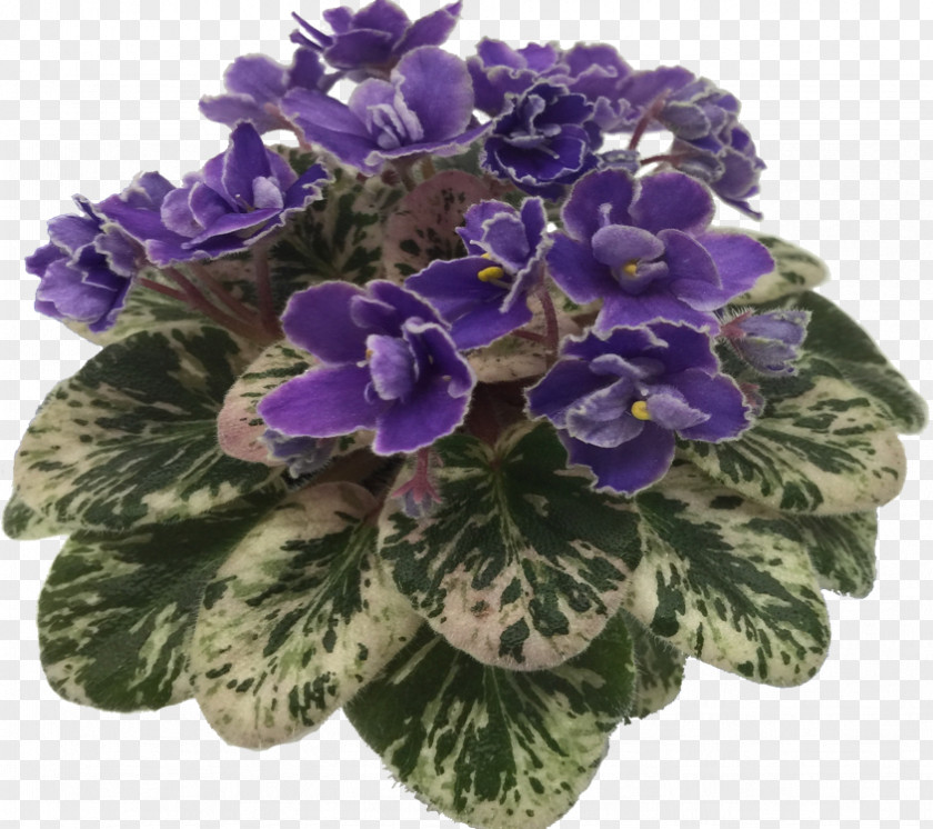 African Violets Cut Flowers PNG