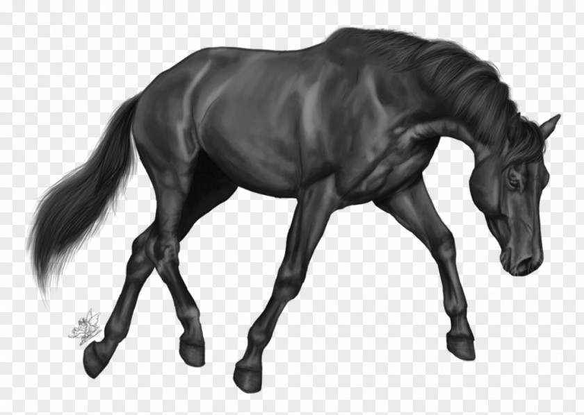 Arabian Horse Grayscale PNG