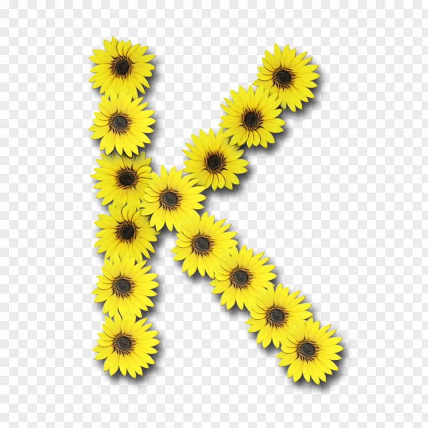 Asterales Daisy Family Yellow Background PNG
