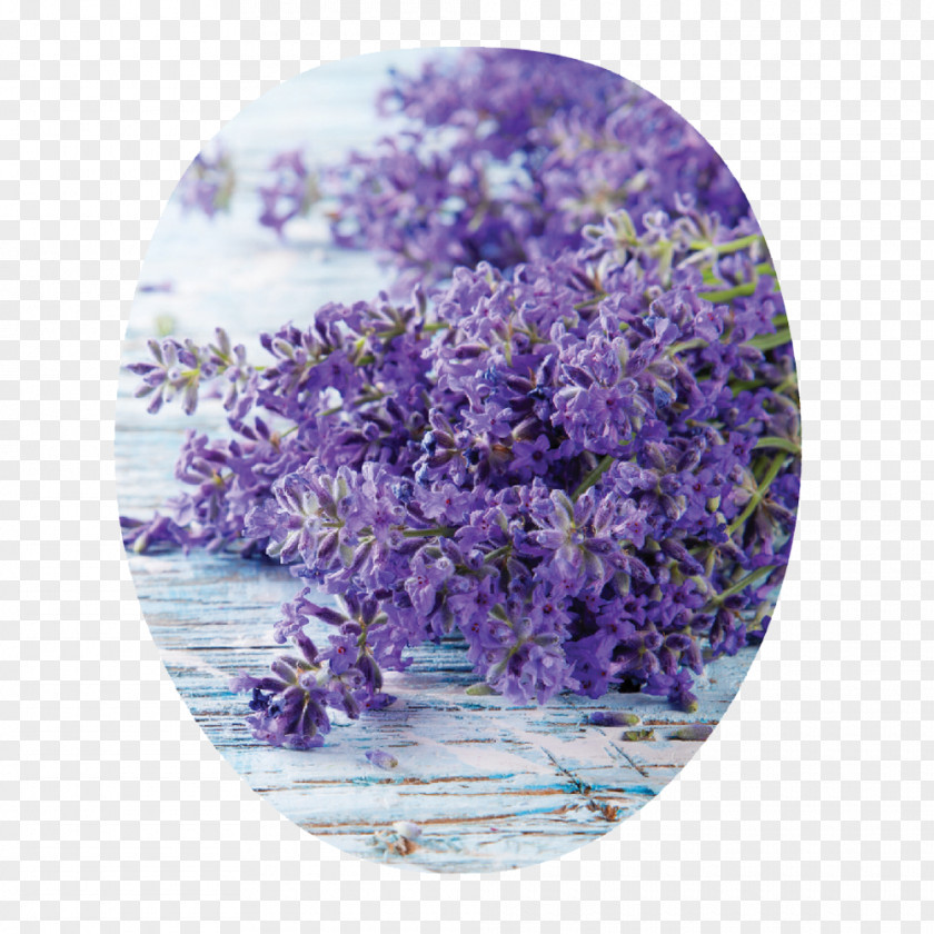 English Lavender Edible Flower Electronic Cigarette Aerosol And Liquid Kräuterspirale Thymes PNG