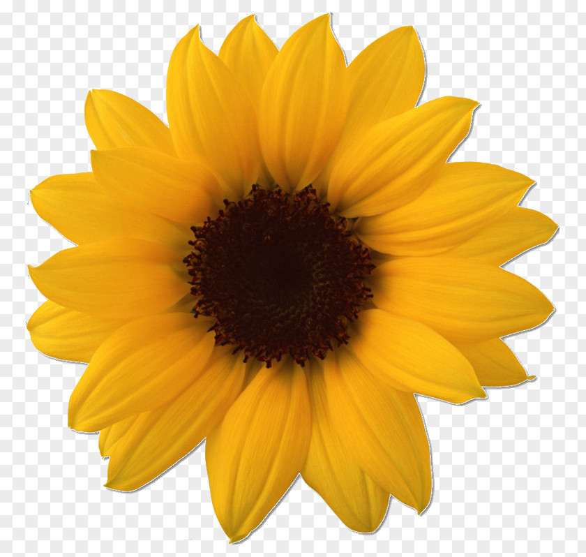 Fermata Common Sunflower Clip Art Image PNG