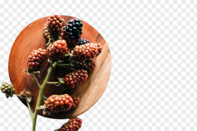 Food Pine Blackberry Plant Berry Fruit Tree PNG