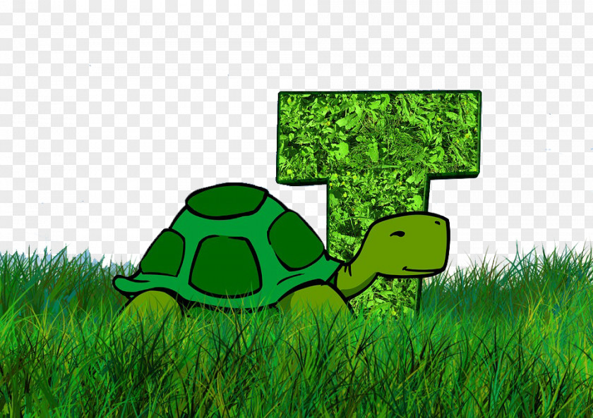 Letters And Turtles Turtle ABC Tortoise PNG