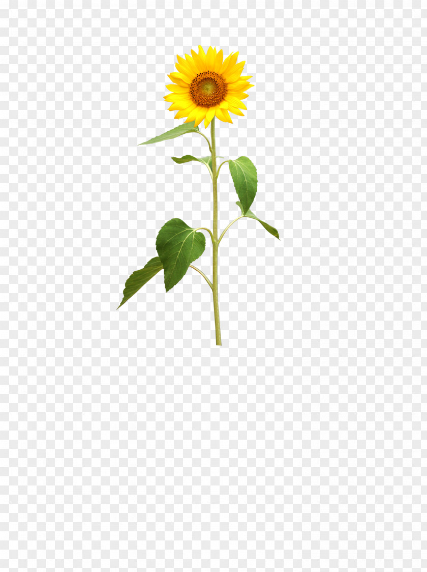 Sunflower Common PNG