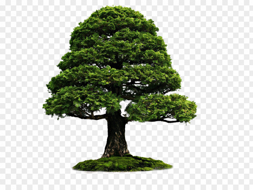 Tree Image Sageretia Theezans Bonsai Sticker PNG