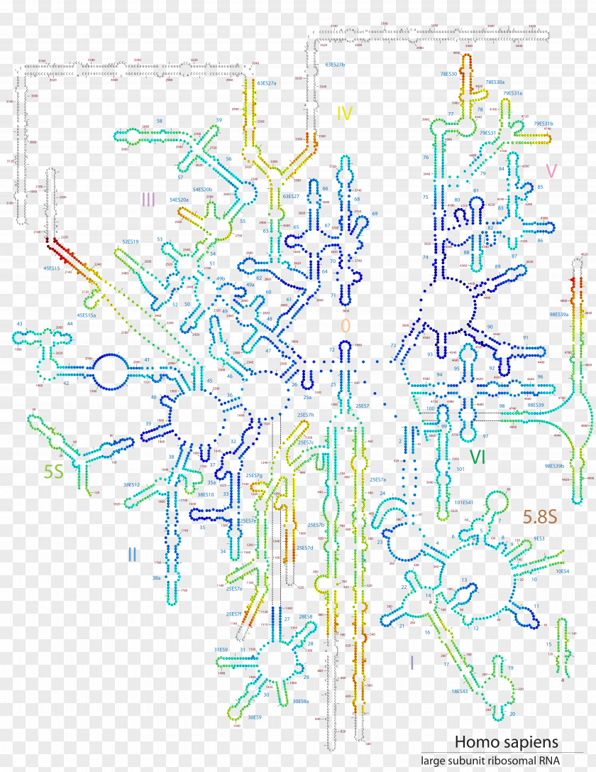 28S Ribosomal RNA Ribosome Protein Secondary Structure PNG