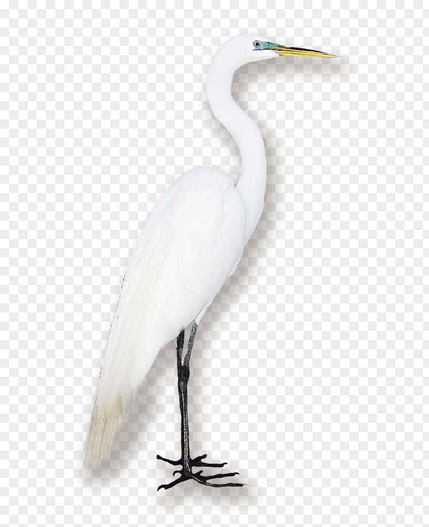 Bird Great Egret Seabird Crane Water PNG
